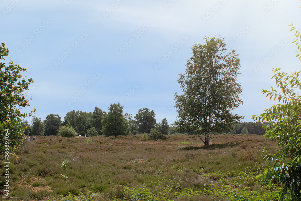 Pestruper Gräberfeld in der Wildeshauser Geest, Heidelandschaft in Niedersachsen, Deutschland, historische Grabhügel aus der Bronze- und Eisenzeit Pestruper Gräberfeld in der Wildeshauser Geest, Heidelandschaft in Niedersachsen, Deutschland, historische Grabhügel aus der Bronze- und Eisenzeit