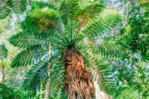 Low angle view of tree fern photo