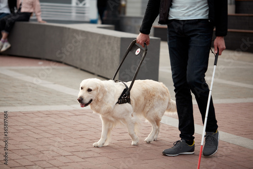 guide dog helps the owner to move freely in big city, handicap, friendship.kind smart intelligent animals, pets, helpful dog