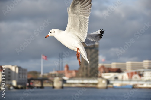 Möwe in Sønderborg photo