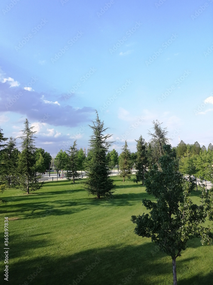 mown green grass, fir trees and sky - a beautiful landscape of the city park. well-kept park - summer nature