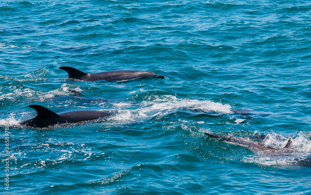 Fototapeta premium Pod of Dolphins in Bay of Islands, New Zealand