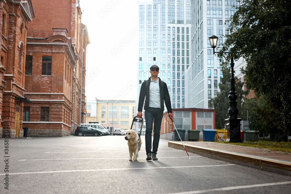 young blind man with stick and guide dog walking, golden retriever help owner to cross streets young blind man with stick and guide dog walking, golden retriever help owner to cross streets