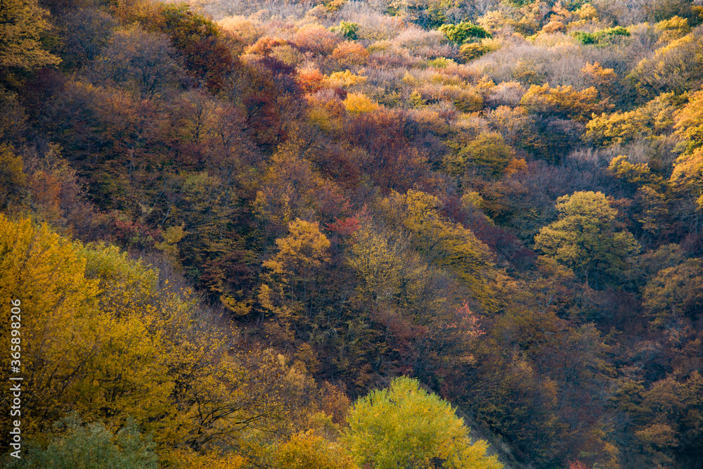 Autumn forest on the hills near Tbilisi, Georgia