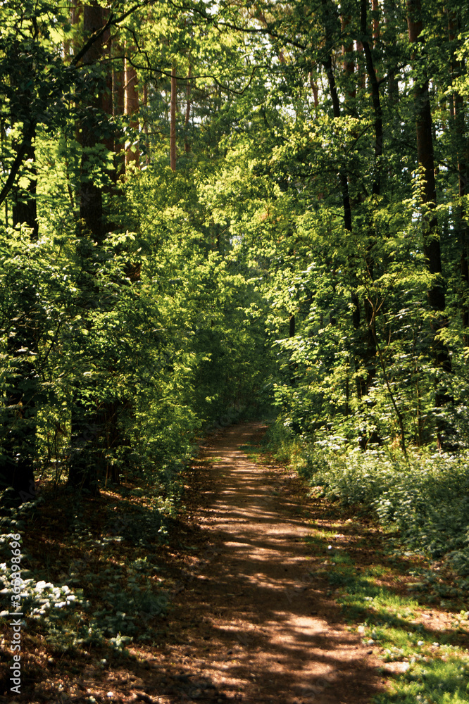 Fototapeta premium path in the forest