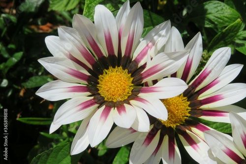 Beautiful white gazania flowers in Florida zoological garden, closeup 