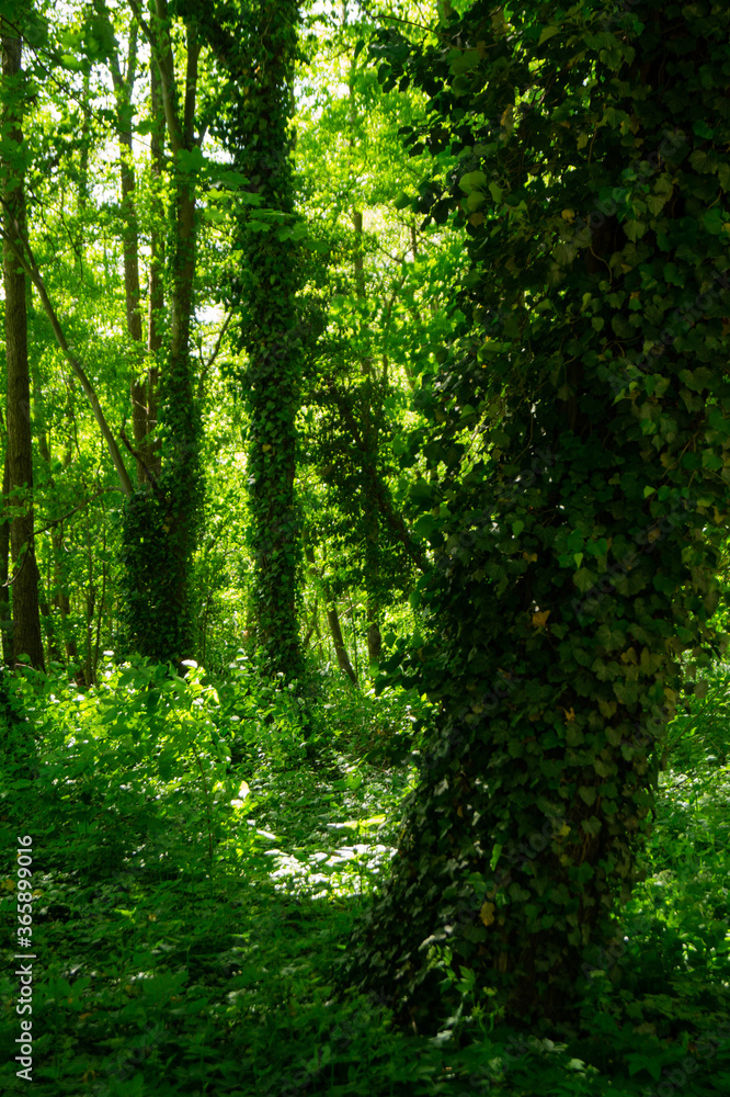 Obraz premium forest