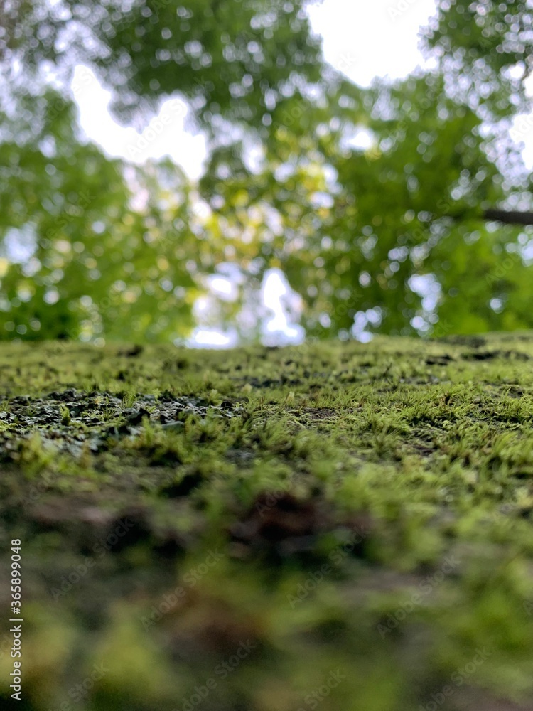 Closeup of Moss and Canopy