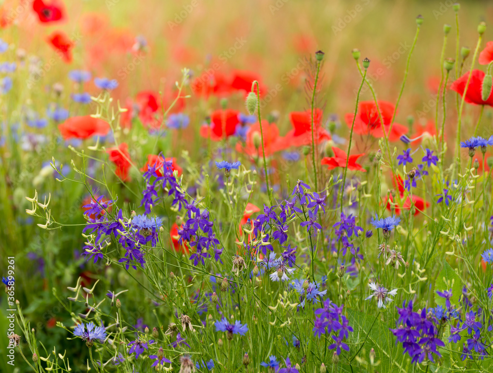 Beautiful red poppies. Red Flower symbol of war. remembrance day Beautiful red poppies. Red Flower symbol of war. remembrance day
