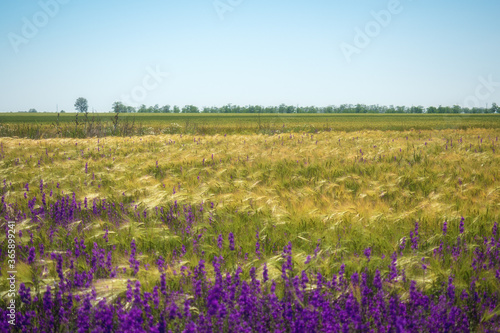 The silence. Colorful field with spikelets and flowers in Ukraine. Without people. Minimalism