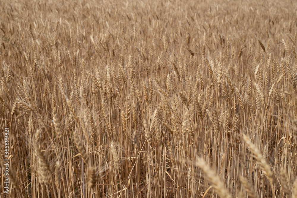 background of a wheat field, ripe spikelets with seeds grow in a field in southern Russia background of a wheat field, ripe spikelets with seeds grow in a field in southern Russia