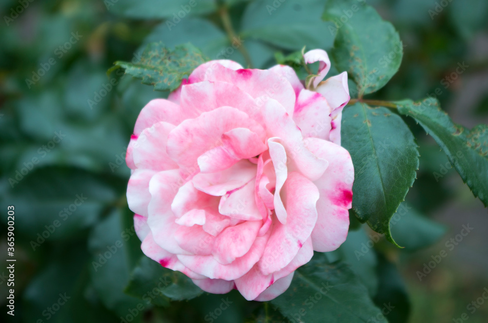 Obraz premium my pictures