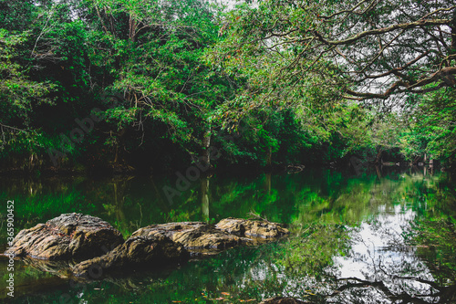 river in the woods