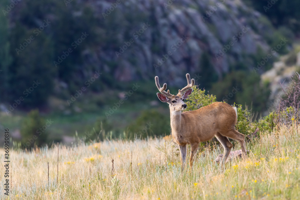 Herd of Bucks Herd of Bucks