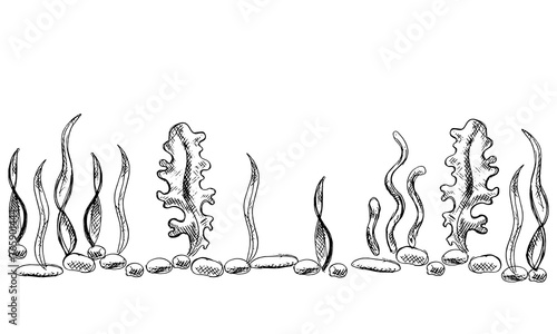 Vector doodle illustration of bottom with seaweed