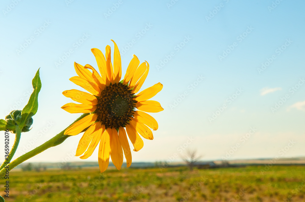 Fototapeta premium Sunflower in Farm Field