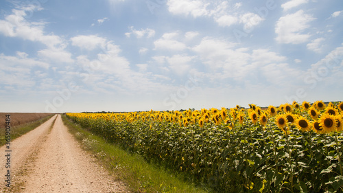 Fototapeta Naklejka Na Ścianę i Meble -  Sunflower field