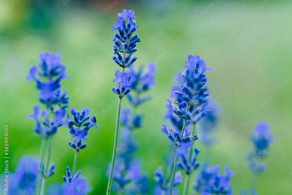 Obraz premium Lavender flowers in the summer garden, closeup. Selective focus