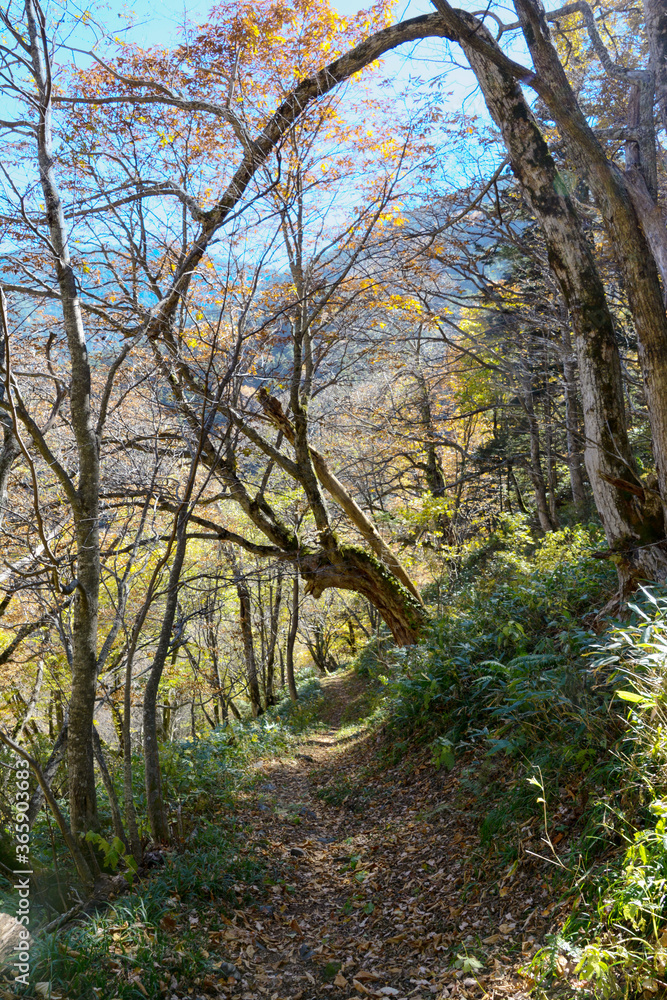 北アルプスの徳本峠の森の中、長野県松本市と上高地を結ぶ、明治時代も使われていたクラシックルートの黄葉・紅葉、トンネル状の木の幹、落ち葉の降り積もった登山道、秋晴れの空、遠くの山並み。木漏れ日。土の道。A trail with fallen leaves in the Northern Alps 旅行、旅先、シルバーウィーク、紅葉、黄葉。 北アルプスの徳本峠の森の中、長野県松本市と上高地を結ぶ、明治時代も使われていたクラシックルートの黄葉・紅葉、トンネル状の木の幹、落ち葉の降り積もった登山道、秋晴れの空、遠くの山並み。木漏れ日。土の道。A trail with fallen leaves in the Northern Alps 旅行、旅先、シルバーウィーク、紅葉、黄葉。