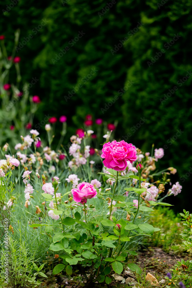 View on beautiful pink rose in a garden