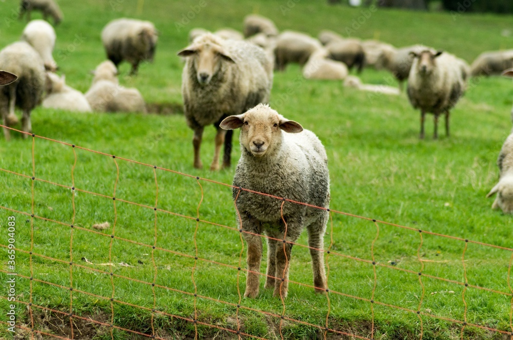 Obraz premium my pictures