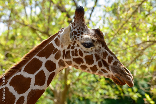 Close-up of giraffe head. Giraffe in the park on a summer day. Selective focus.