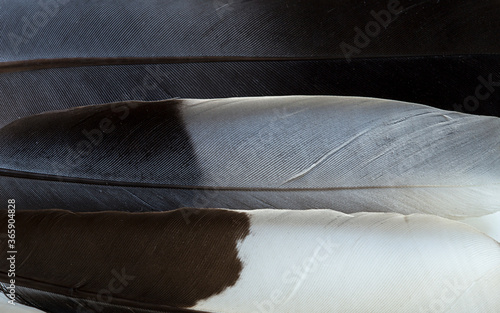 Feathers texture