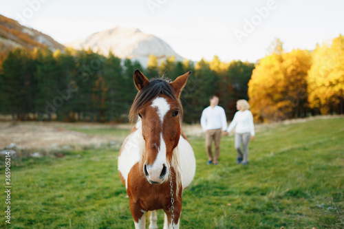 A close-up of a brown-and-white horse, against the backdrop of an autumn forest and a walking couple in love.