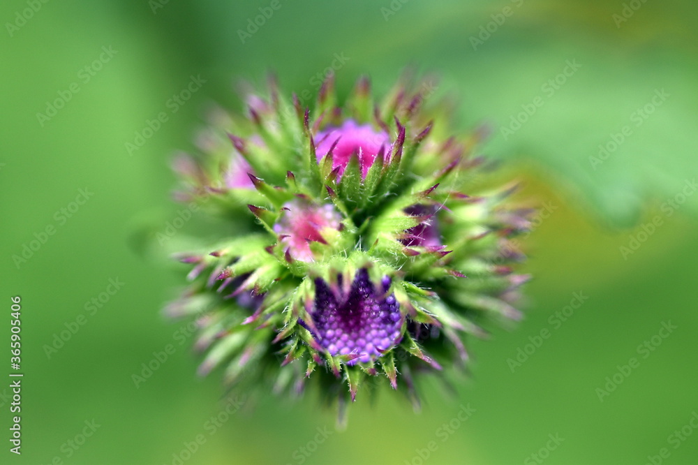 Aufgehende Blüten von Gewöhnlichem Leberkraut Aufgehende Blüten von Gewöhnlichem Leberkraut
