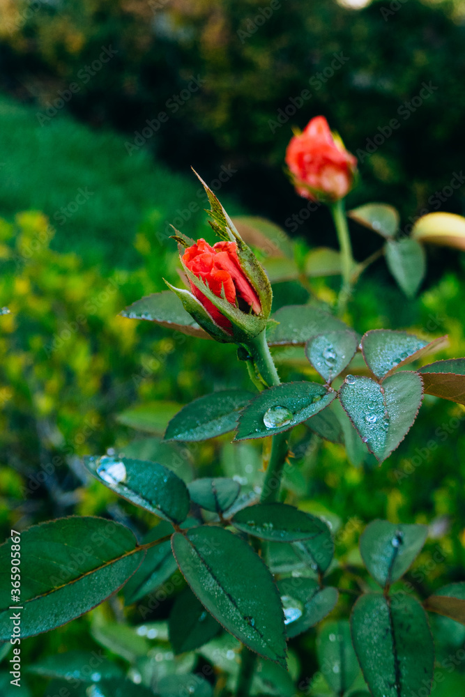 Pink Rosa chinensis flower with green leaf Pink Rosa chinensis flower with green leaf