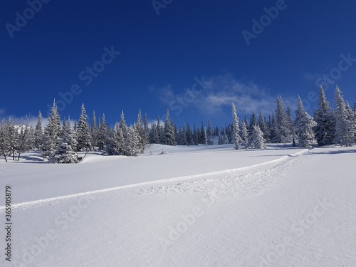 snow covered trees in Sheregesh
