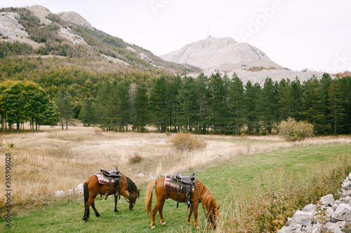 Two brown equipped horses on a background of mountains.