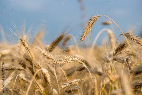 Reifes Getreide vor unscharfen Hintergrund