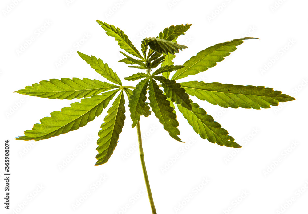 green cannabis sprout on white background green cannabis sprout on white background