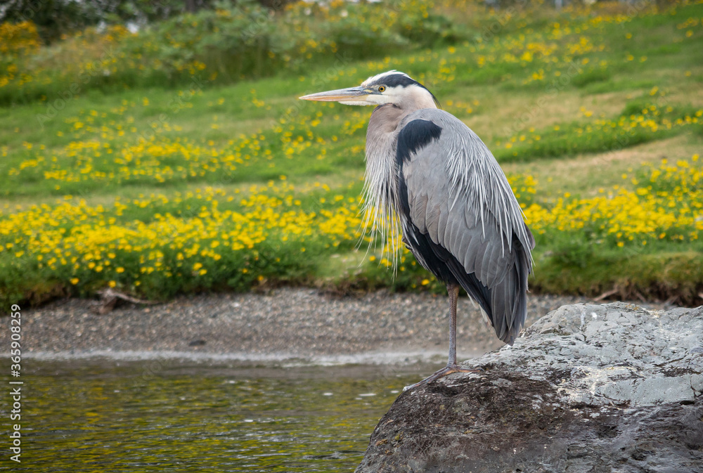 Fototapeta premium great blue heron with yellow field