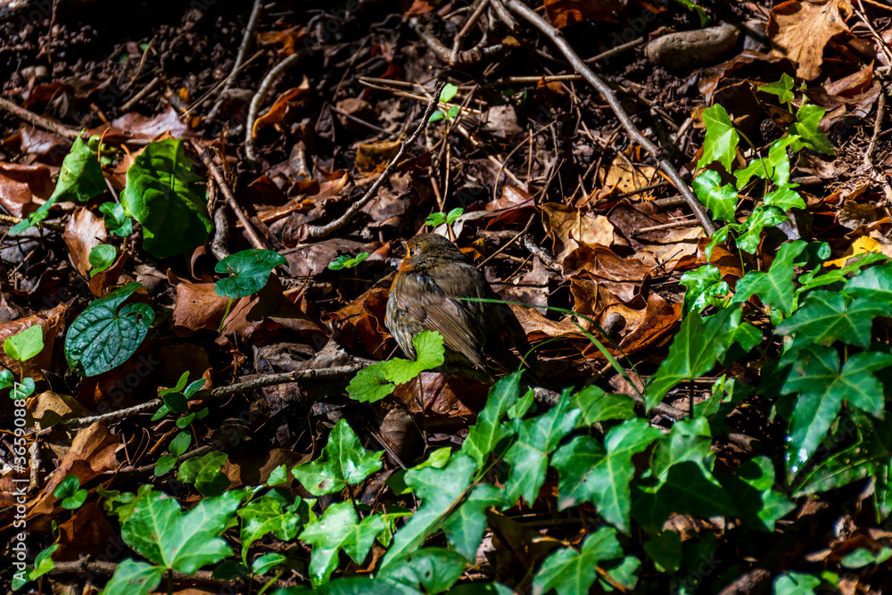 A close-up shot of a robin bird in a forest A close-up shot of a robin bird in a forest