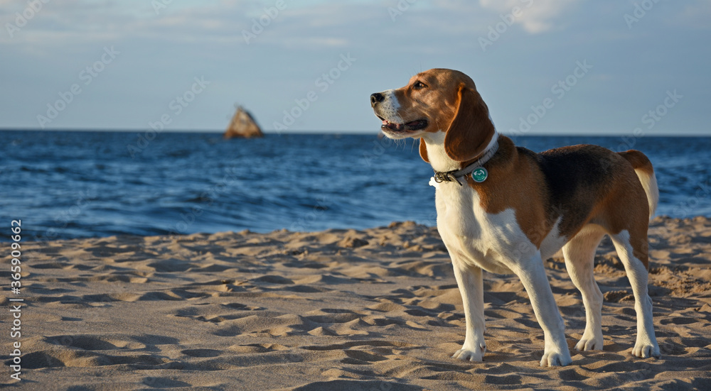 Beagle on the beach by the sanked ship in the sunset Beagle on the beach by the sanked ship in the sunset