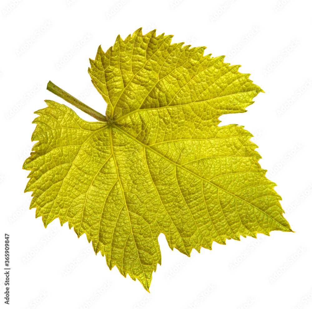green vine leaf on white background green vine leaf on white background