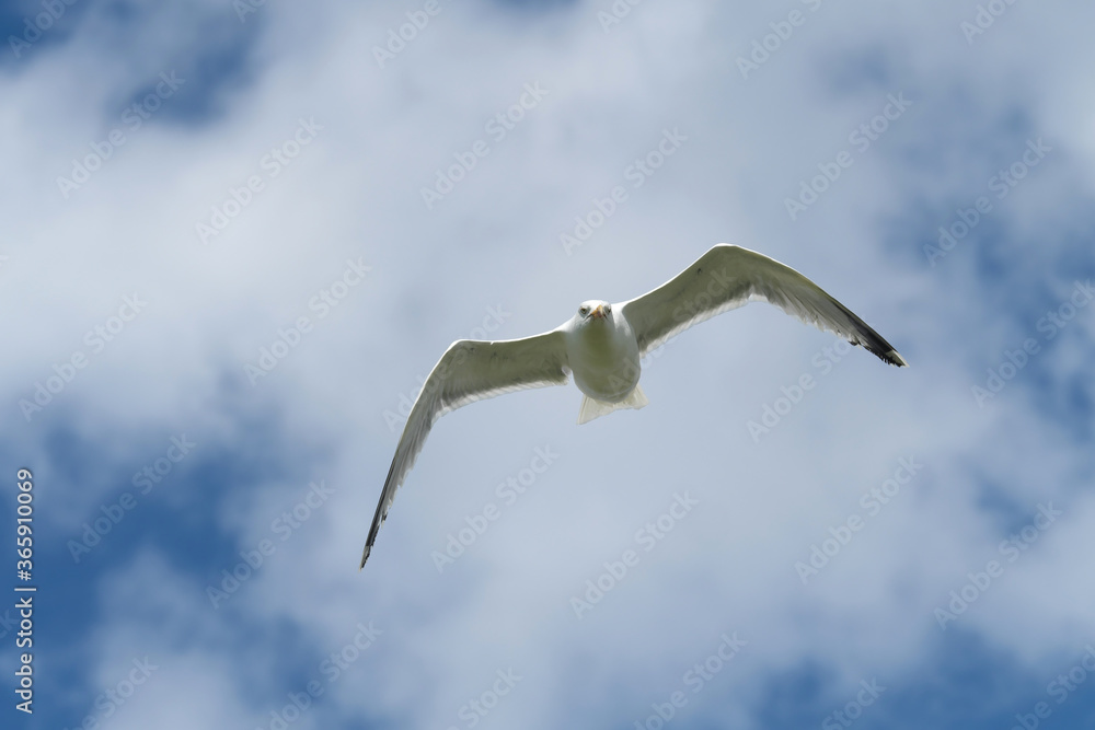 A seagull flying high in the air and blue sky with white clouds in fine weather - Stockphoto A seagull flying high in the air and blue sky with white clouds in fine weather - Stockphoto