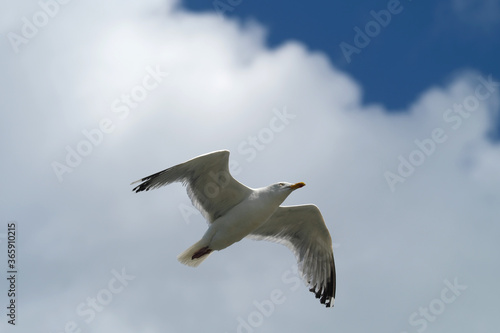 A seagull flying high in the air and blue sky with white clouds in fine weather - Stockphoto