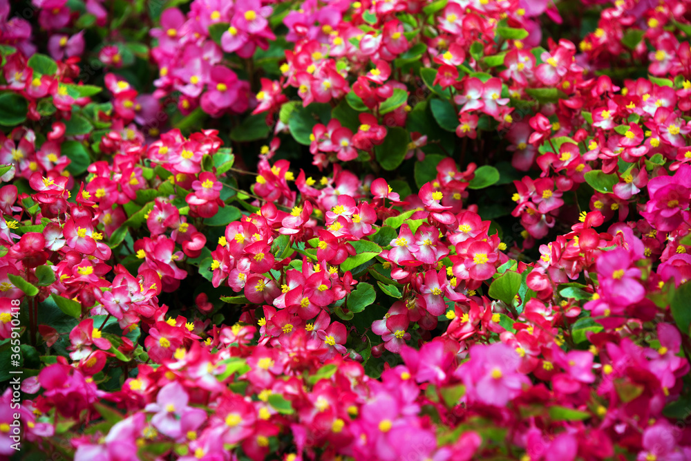 Abstract image of summer flowers background Abstract image of summer flowers background