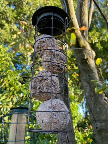 Garden Bird Feeder with nuts and fat balls in a English country garden.