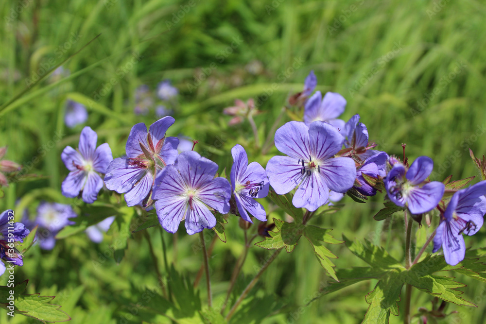 Group of woolly geranium blossoms at Purinton Creek Trail in Sutton, Alaska