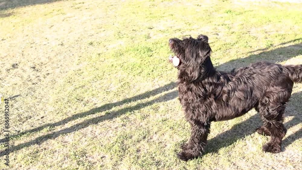 dog of breed Bouvier de Flandres Sheepdog playing on a green lawn with a man dog of breed Bouvier de Flandres Sheepdog playing on a green lawn with a man