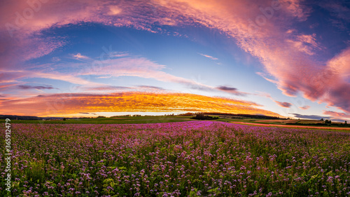 Blumenwiese am Abend © R.Bitzer Photography
