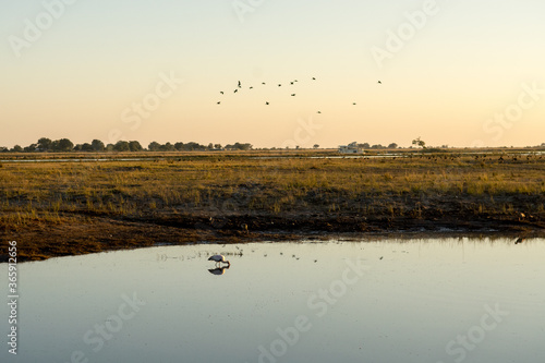 Chobe National Park, Botswana photo