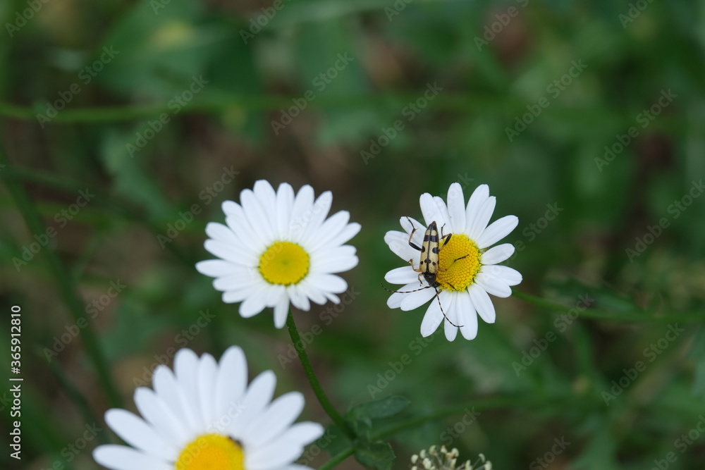 Obraz premium Insecte sur une marguerite .