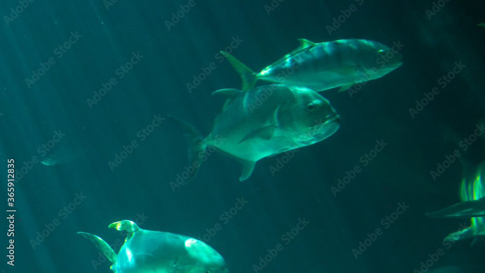 Fototapeta premium fish swimming in the water pierced by sun rays