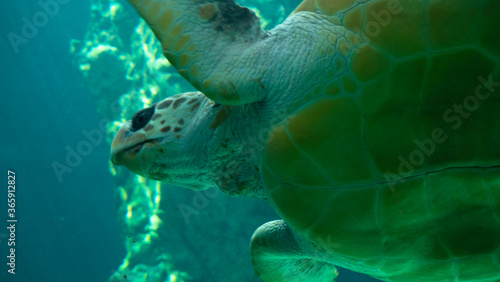 different shots of a hawksbill turtle swimming photo