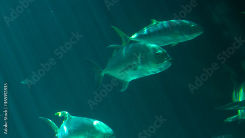 fish swimming in the water pierced by sun rays